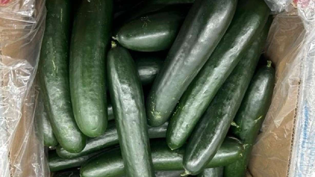At least 68 people in 19 states have salmonella believed linked to bulk American whole cucumbers, which are being recalled.