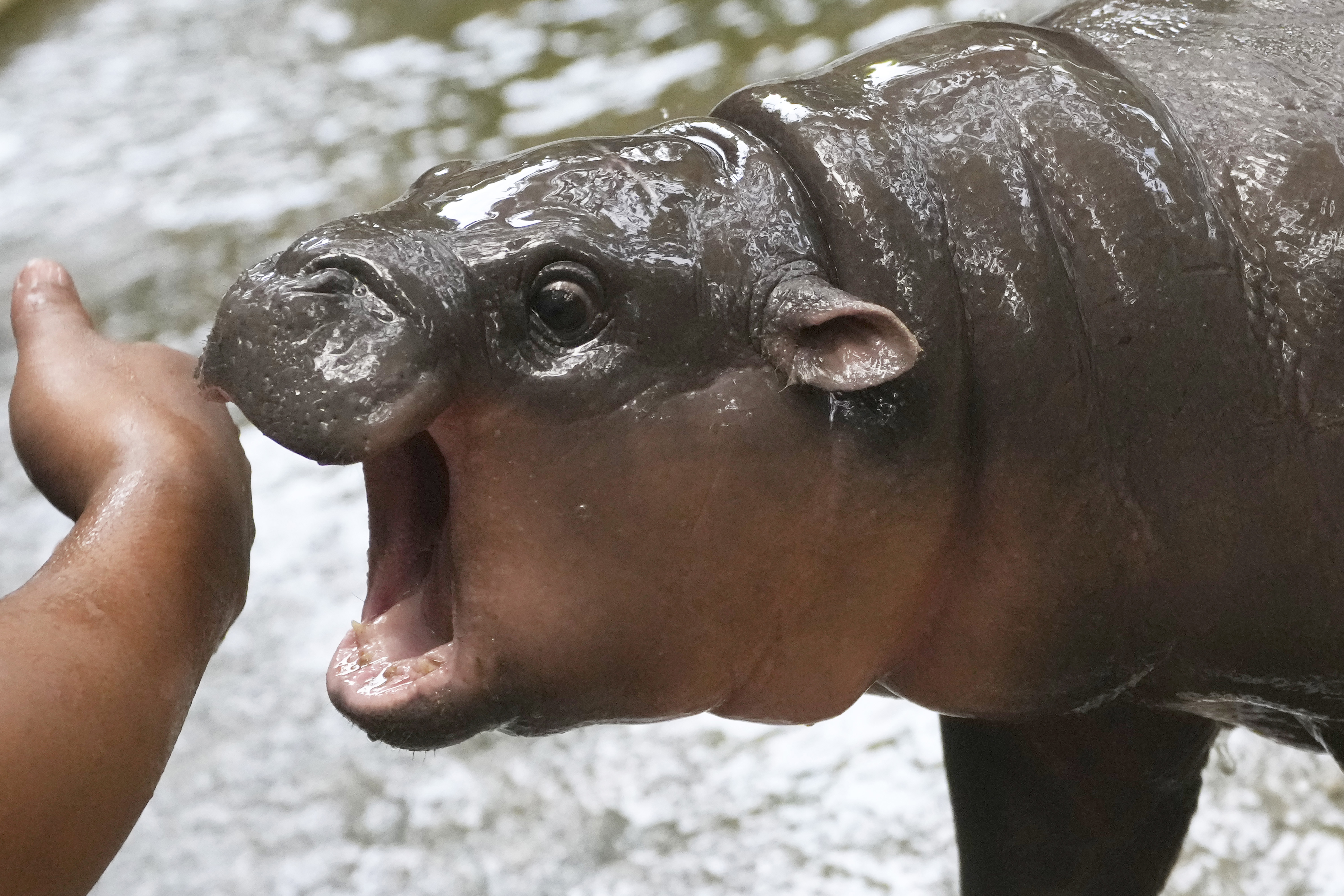 FILE - Two-month-old baby hippo Moo Deng plays with a zookeeper in the Khao Kheow Open Zoo in Chonburi province, Thailand, Thursday, Sept. 19, 2024.