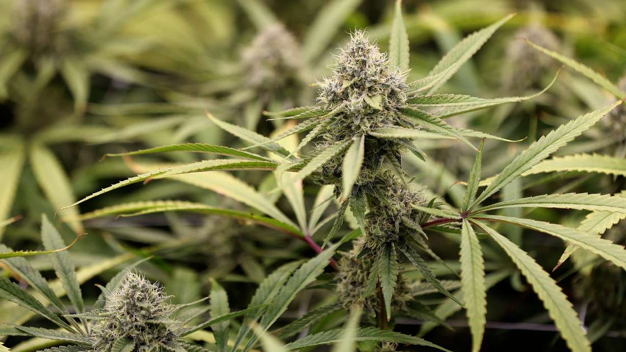 Close to 6% of pregnant women — about 1 in 16 — said they used marijuana during the last month, according to a national survey.