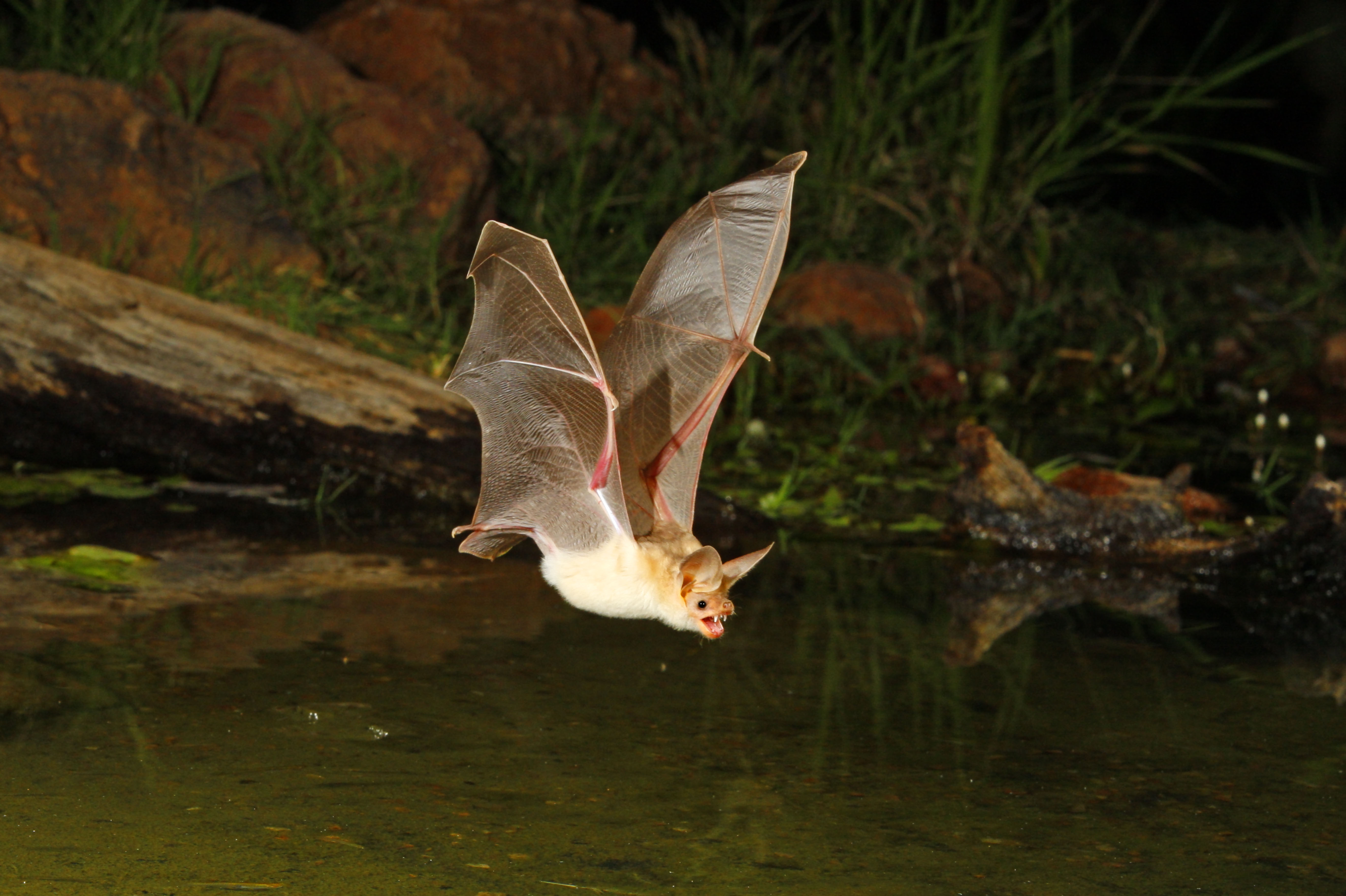 California teacher dies after she was bitten by a bat inside a classroom