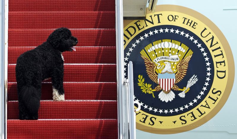 Presidential pet Bo climbs the stairs of Air Force One at Andrews Air Force Base, Md. for a flight to Chicago with President Barack Obama, Aug. 4, 2010.