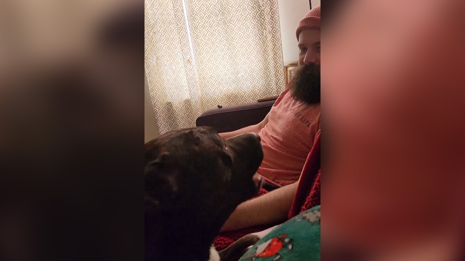 Have You Seen This? This dog is asking to get on your lap 