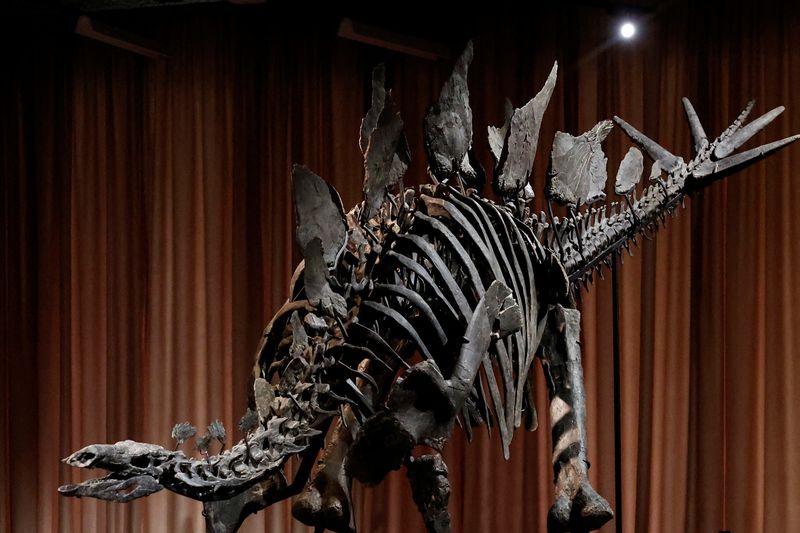 New York museum unveils 'Apex' — an almost complete stegosaurus | KSL.com