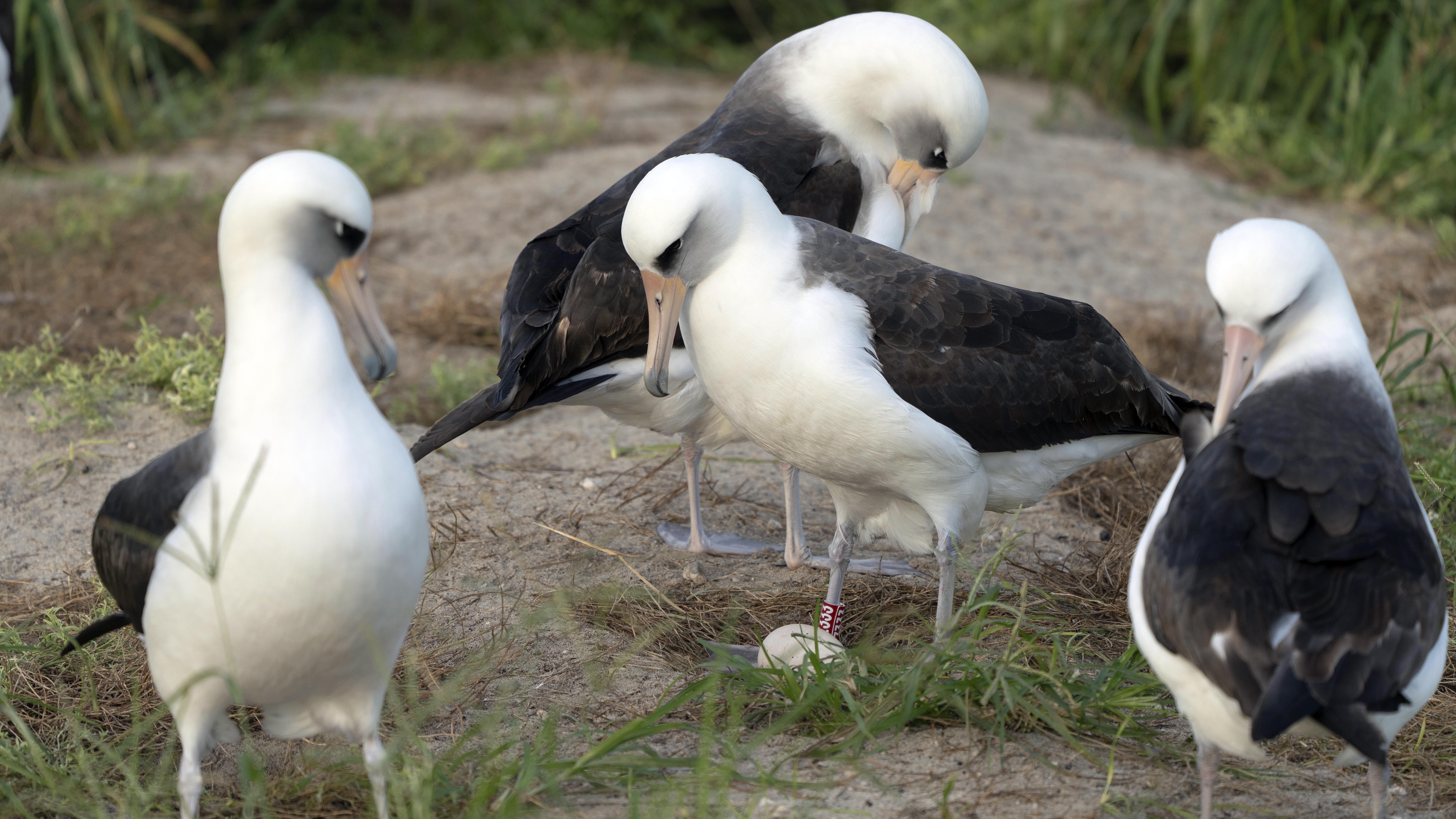 World's oldest-known wild bird lays egg in Hawaii at age 74