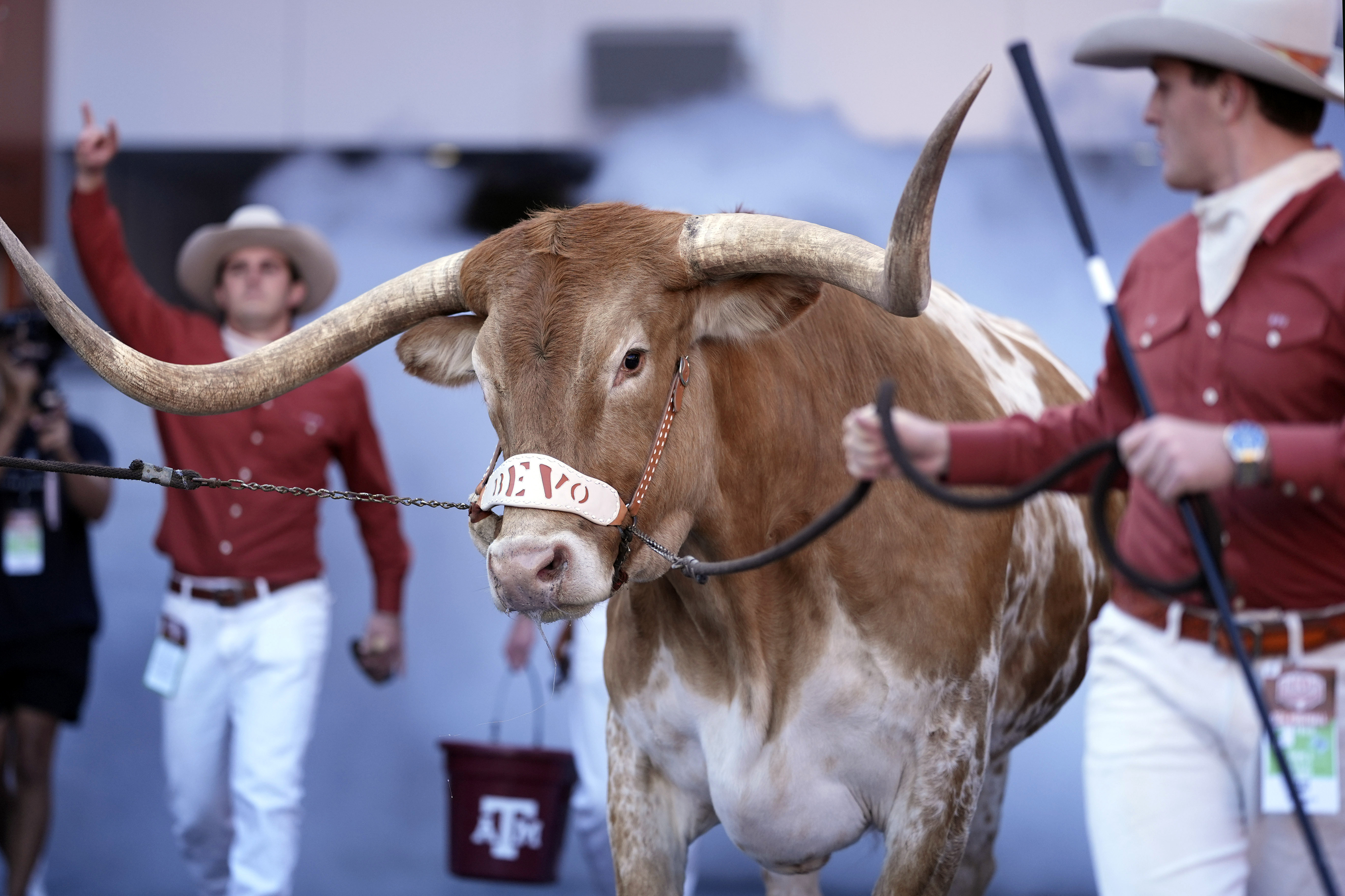 FILE - Texas mascot Bevo, center, is walked to the field before an NCAA college football game between Texas and Florida in Austin, Texas, Nov. 9, 2024.