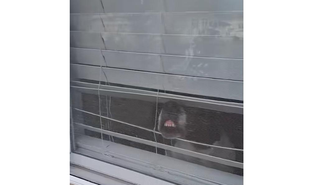 This dog in Exeter, New Hampshire, doesn't want his owner to go to work.