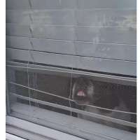 Have You Seen This? Manipulative dog tries to shame owner into staying home