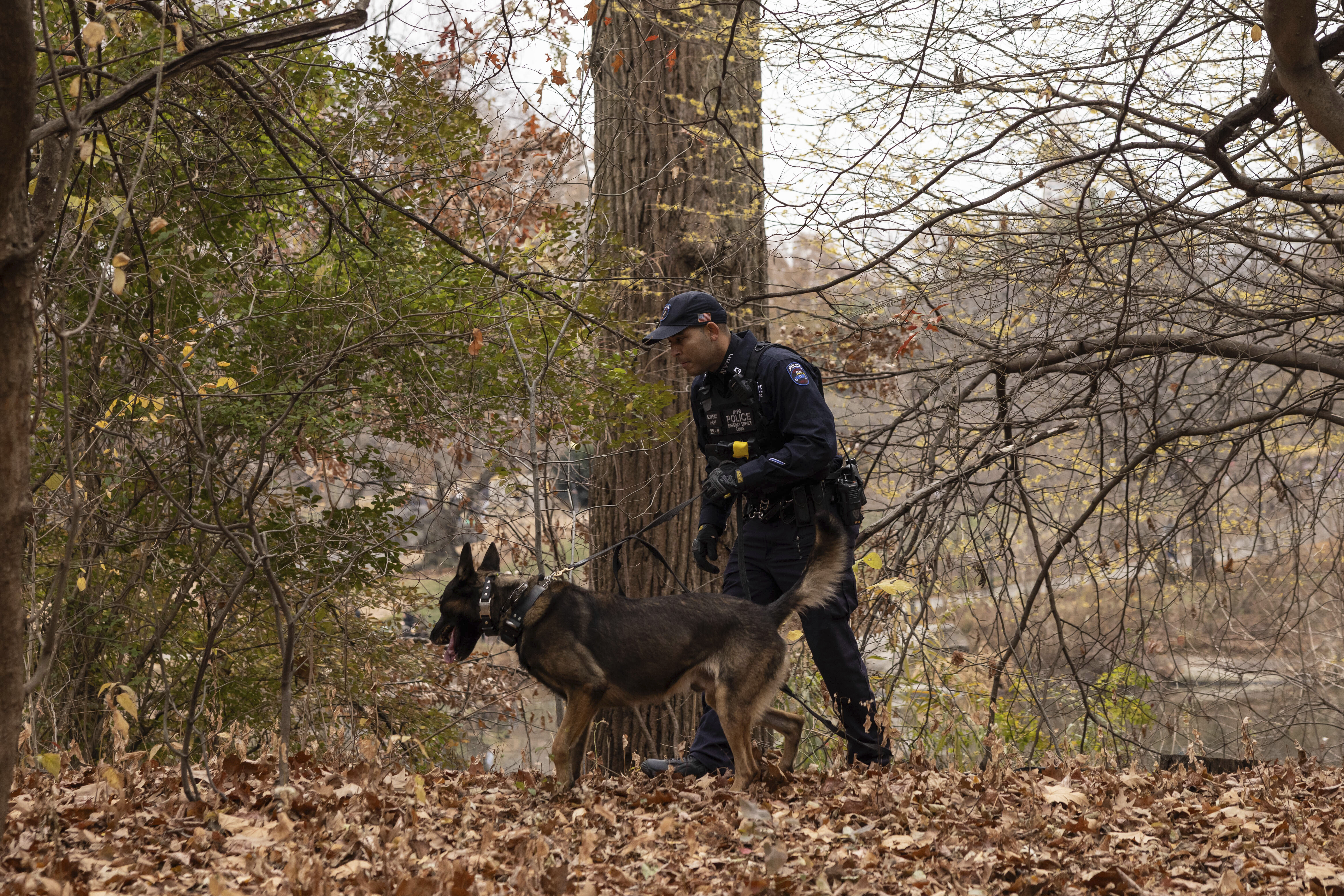 An NYPD police officer and a K-9 search around a lake in Central Park Monday in New York. Police arrested a “strong person of interest” Monday in the brazen Manhattan killing of UnitedHealthcare’s CEO, police said Monday.