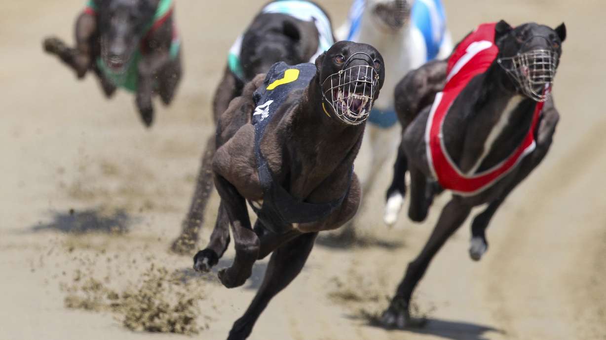 Greyhounds race at the Southland Greyhound Racing Club meeting at Ascot Park raceway, in Invercargill, New Zealand, Dec. 28, 2012,