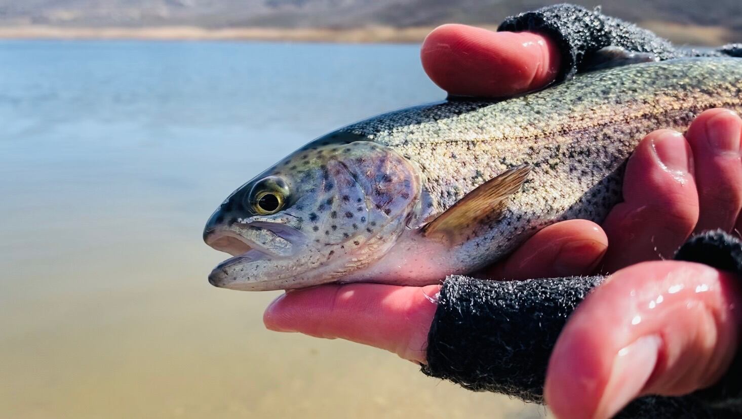 Utah wildlife managers stocked lakes, streams with 12.8 million fish this year