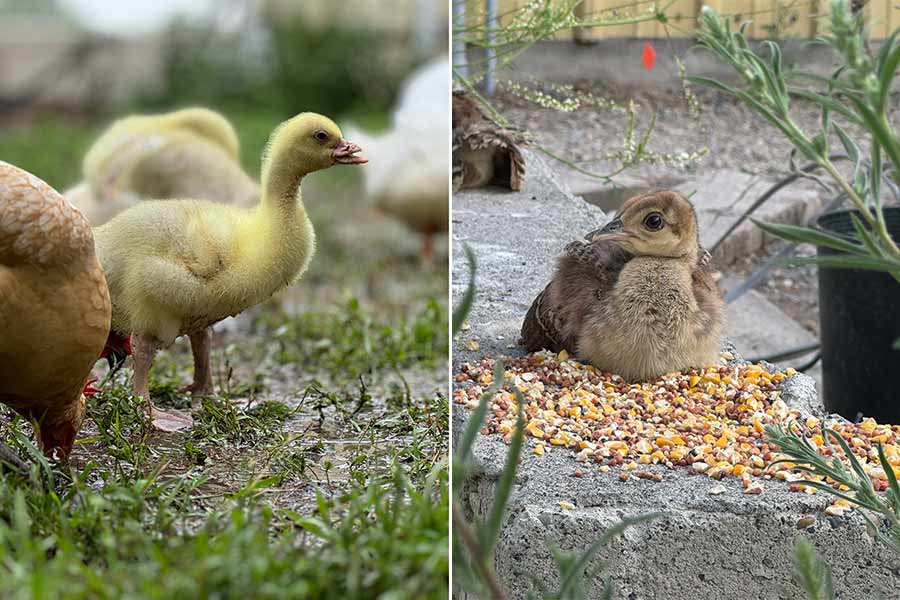 Many birds on an Idaho property contracted bird flu and died off within days.
