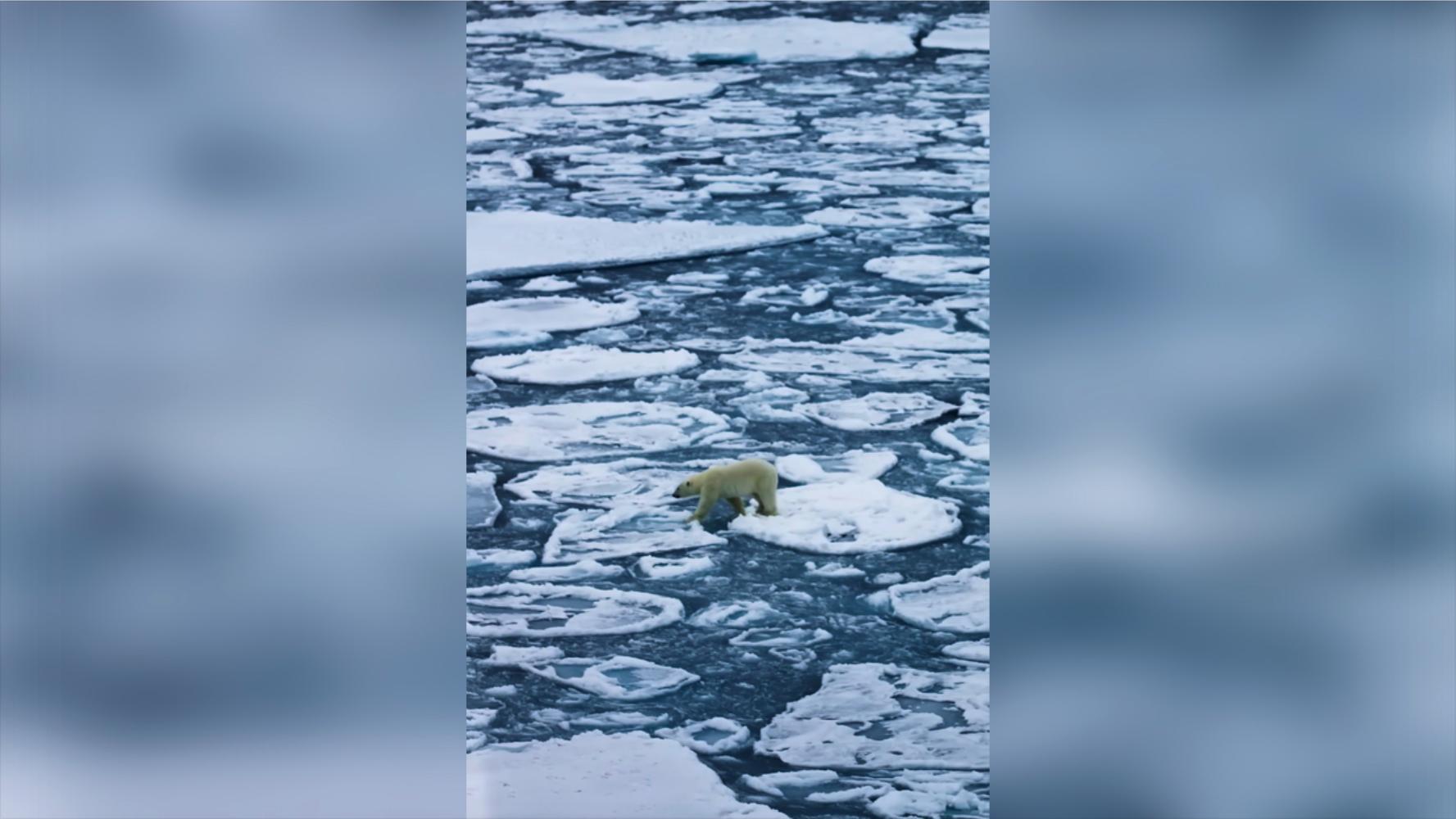 Have You Seen This? Polar bear trudges across the Arctic Ocean