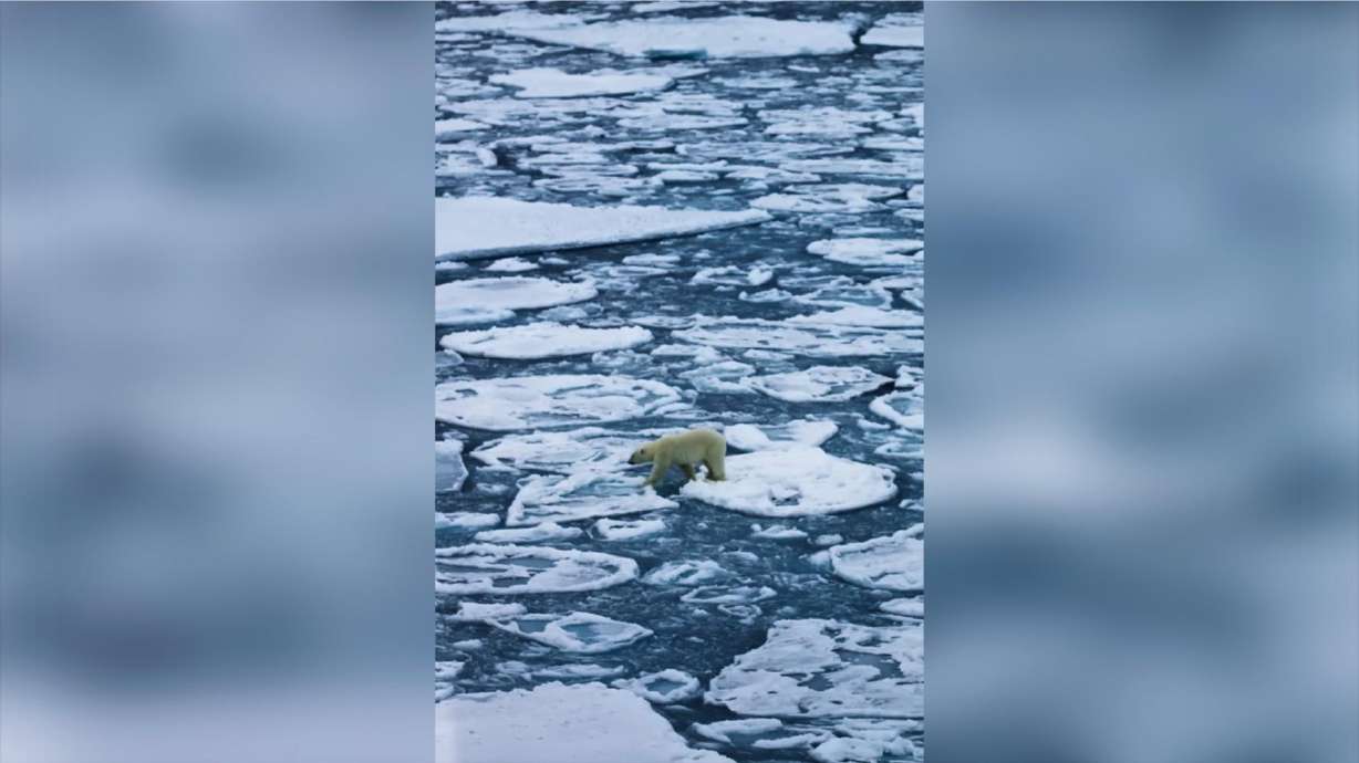 A polar bear trudges across the Arctic Ocean, block by block, in this Oct. 2 video.