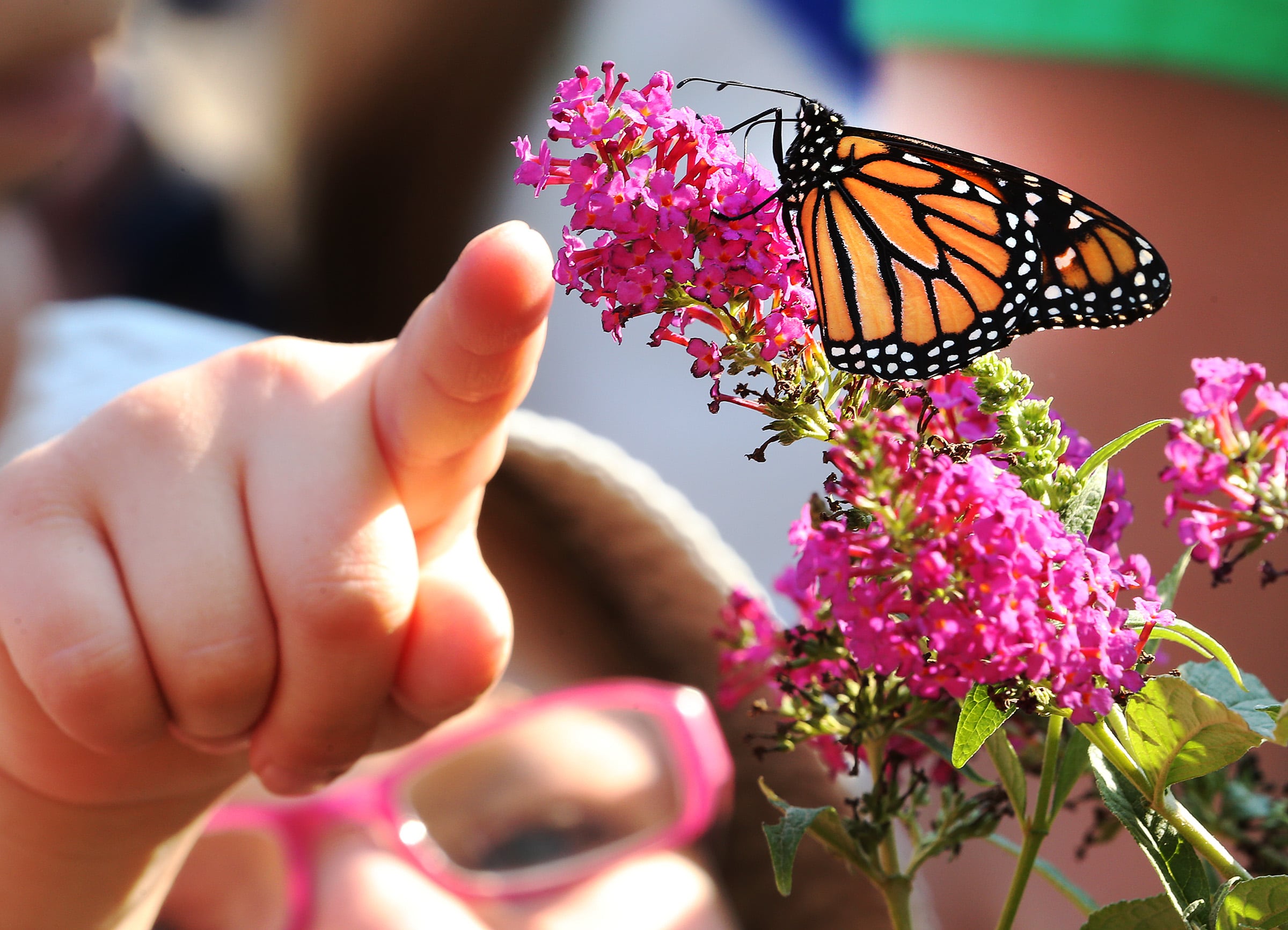 A monarch butterfly at the Jordan Valley Water Conservancy District’s Conservation Garden Park in West Jordan. The U.S. Fish and Wildlife Service is proposing to list the monarch butterfly as threatened.