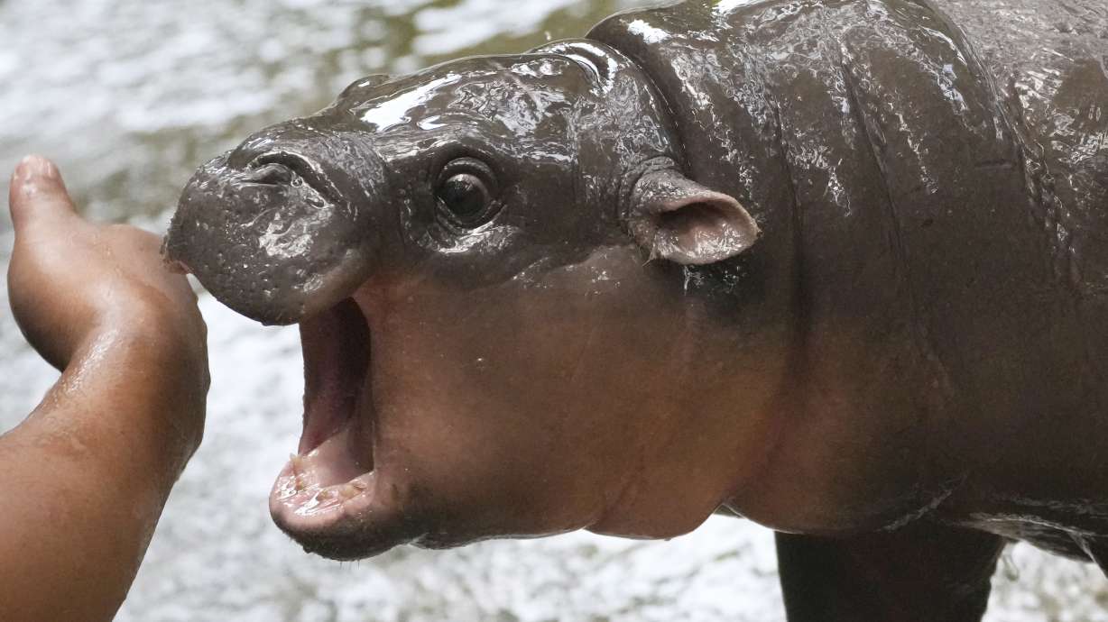 FILE - Two-month-old baby hippo Moo Deng plays with a zookeeper in the Khao Kheow Open Zoo in Chonburi province, Thailand, Thursday, Sept. 19, 2024.