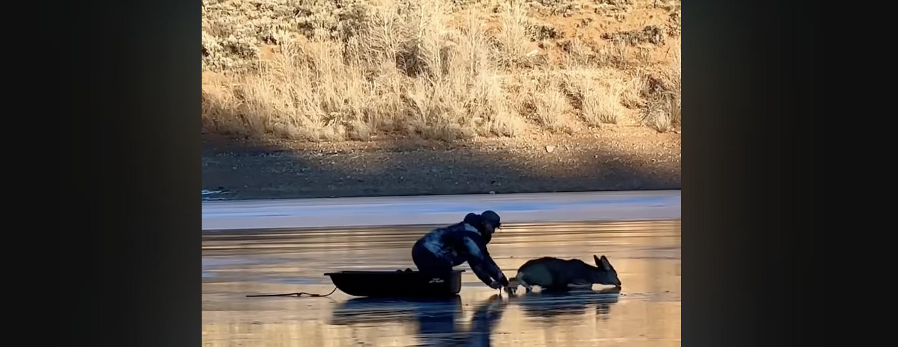 Have You Seen This? Ice fisherman rescues young deer on frozen reservoir