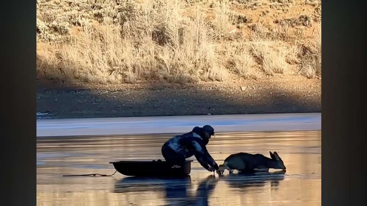 Ice fisherman Travis Johnson saves a deer struggling to move on a frozen reservoir.