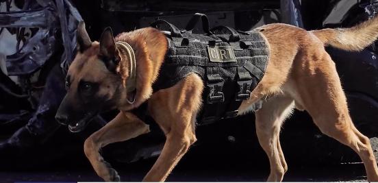 Loki, an 8-year-old Belgian Malinois, was found deceased in a vehicle at the Utah State Correctional Facility on July 13, 2023. The district attorney announced Friday that the death was avoidable, but was not intentional.