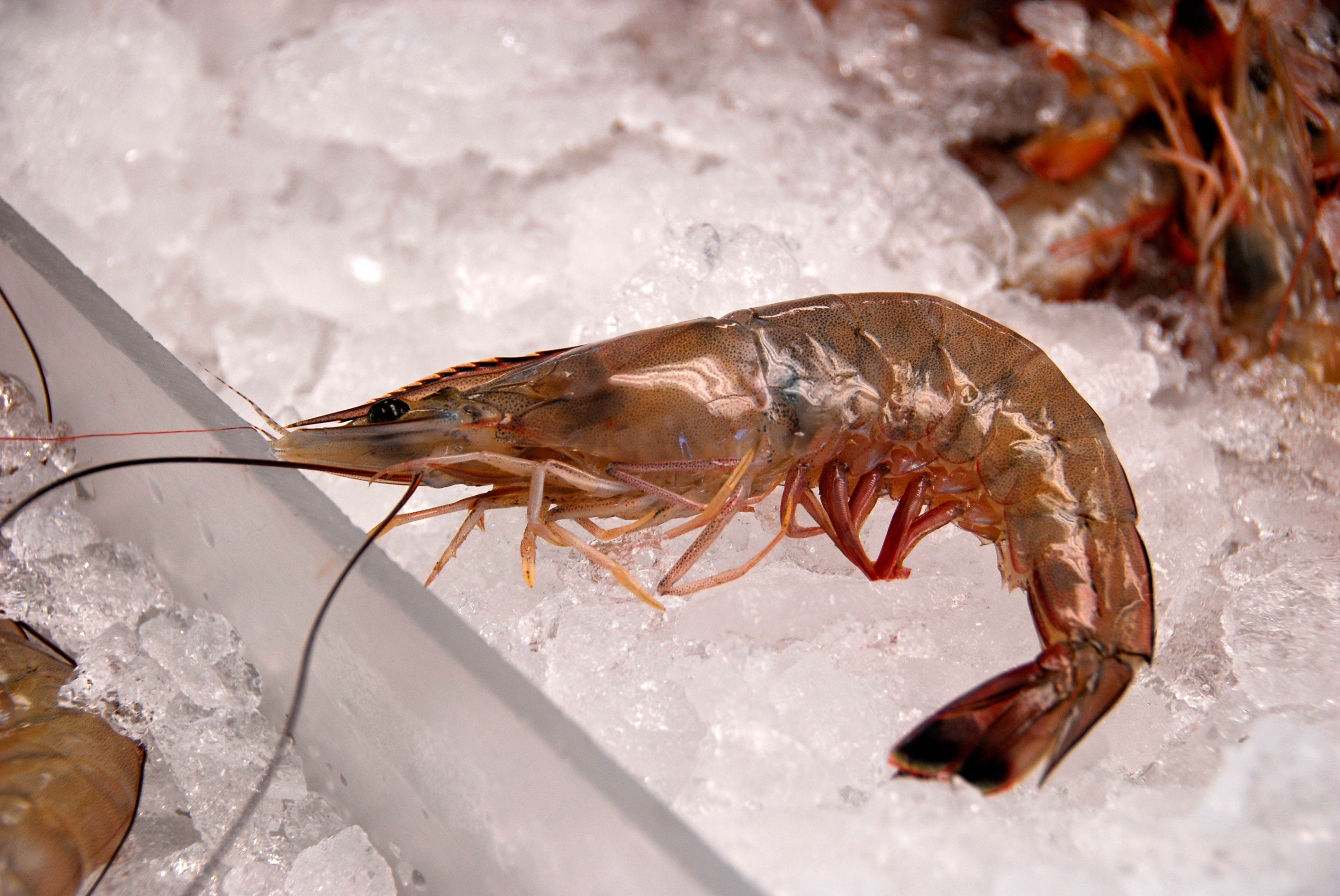 A fresh shrimp at Desporte and Son's Seafood Market in Biloxi, Miss. A seafood company in neighboring Gulfport is being sentenced on federal charges of mislabeling imported seafood as local-caught fish.