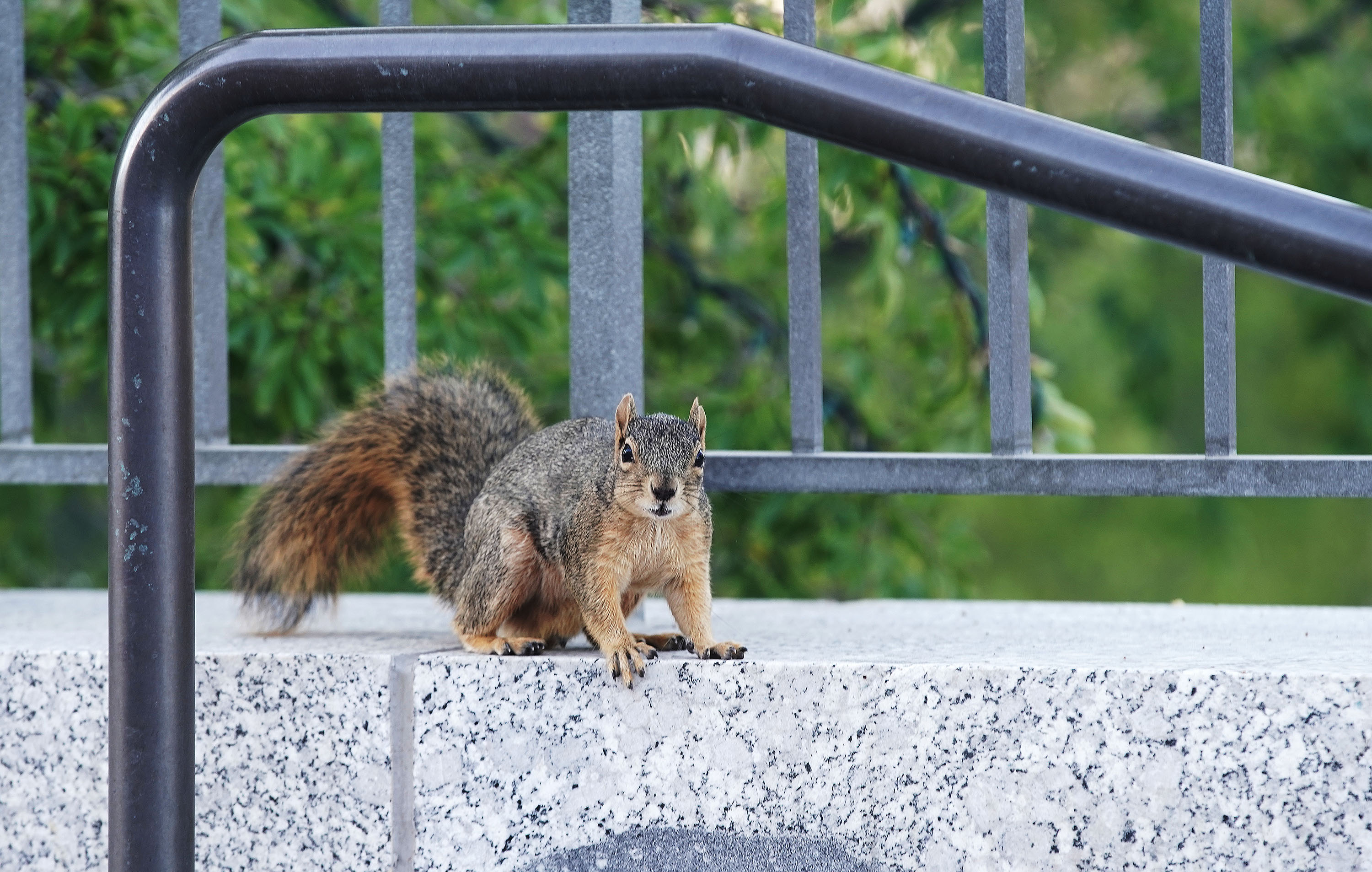 Squirrels behind recent power outages in Bountiful