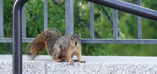 Squirrels behind recent power outages in Bountiful