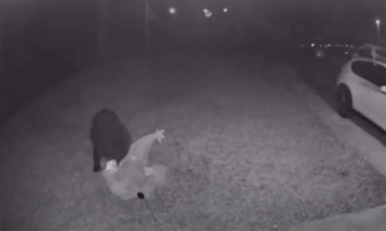 Have You Seen This? Bear steals Grinch from front porch