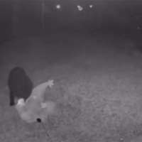 Have You Seen This? Bear steals Grinch from front porch