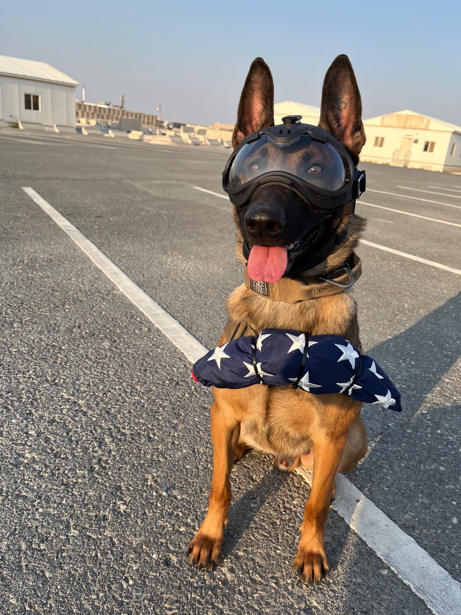 Hill Air Force Base's newest, youngest working dog goes on deployment