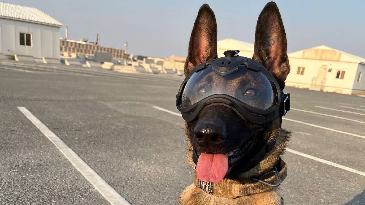 Military working dog DDuke poses on his first deployment supporting the 379th Air Expeditionary Wing in the U.S. Central Command. DDuke and his handler, Staff Sgt. Daniel Duarte, are assigned to the 75th Security Forces Squadron at Hill Air Force Base, Utah.