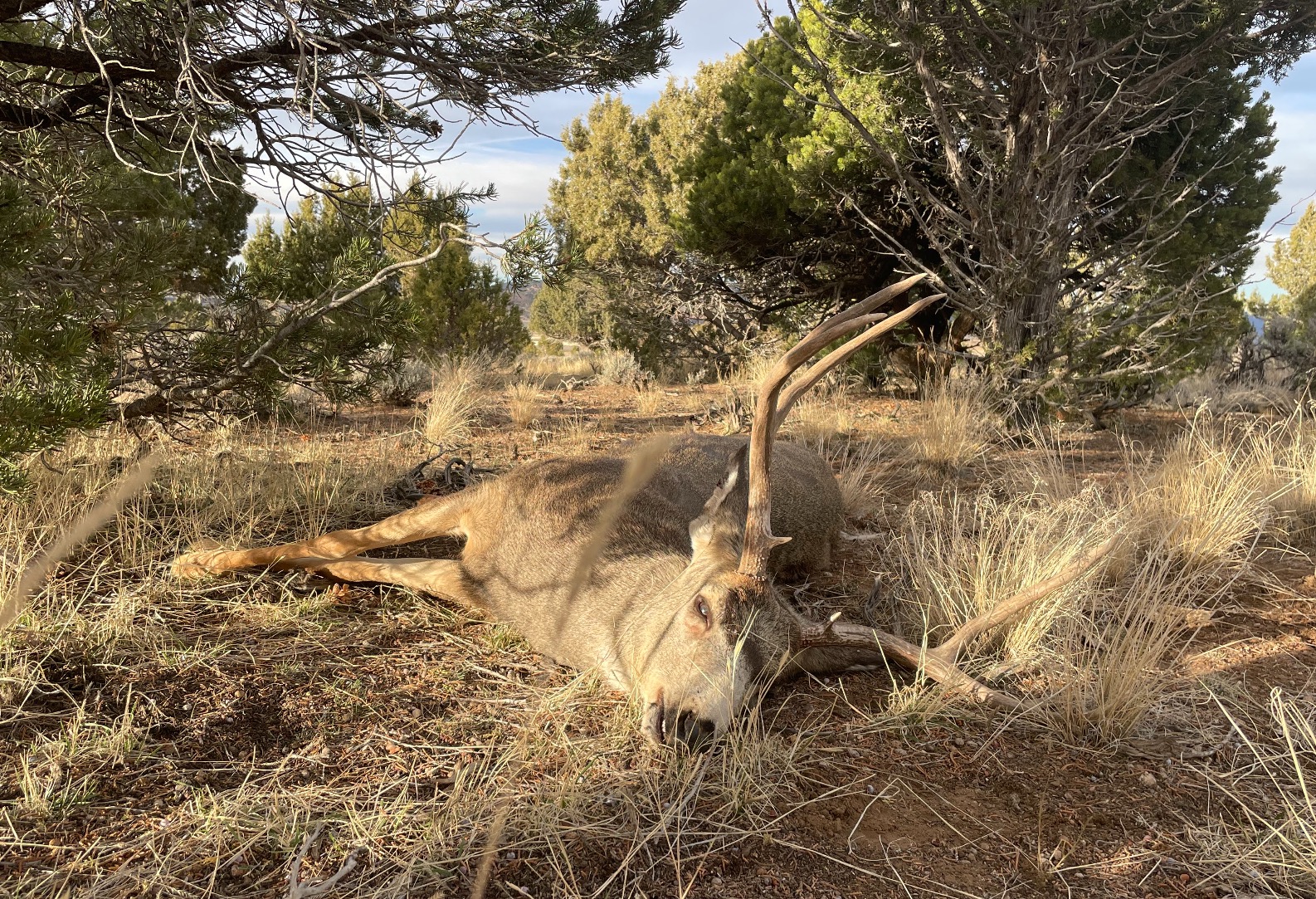 2 bucks illegally killed in Iron County prompt Utah investigation