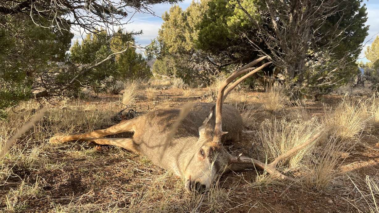 The photo of a deer buck carcass left to waste near Summit, Iron County likely in late November. State wildlife officials said Tuesday they're seeking information in the case as well as another case in Iron County that happened in November.