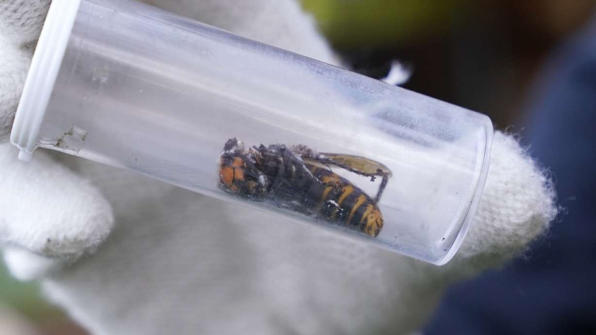 A Washington State Department of Agriculture worker displays a giant hornet taken from a nest, Oct. 24, 2020, in Blaine, Wash. The hornet has been eradicated in the U.S., officials say.