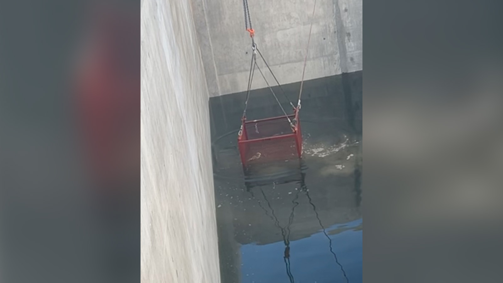 'A good feeling': Construction worker describes Utah owl rescue caught in viral video