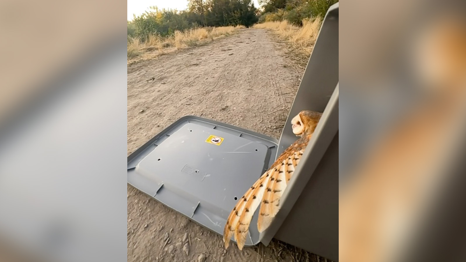 The barn owl rescued from Salt Lake City's new water reclamation facility in October is released back into the wild five days after her rescue.