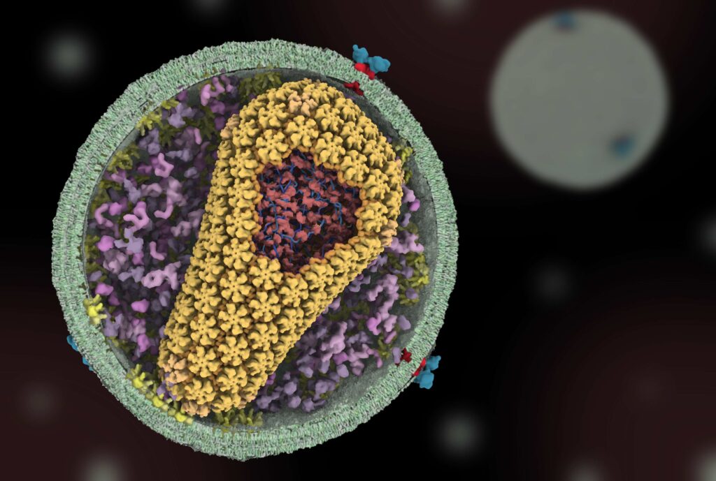Structure of a particle of HIV. The lab of a University of Utah biochemist laid the foundation for the development of a highly effective, long-lasting drug against HIV and was recently awarded for the effort.