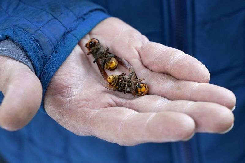 A Washington state Department of Agriculture worker holds two of the dozens of Asian giant hornets vacuumed from a tree Oct. 24, 2020, in Blaine, Wash.