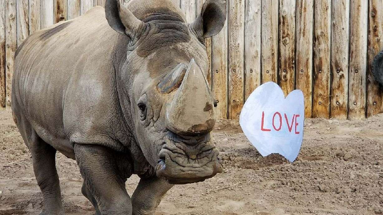 George the southern white rhino at Utah's Hogle Zoo died Wednesday after fighting cancer.