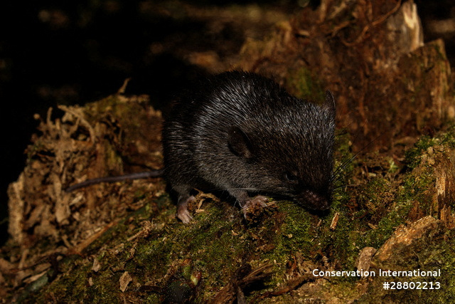 'Amphibious mouse' among 27 new species discovered in Peru's Amazon