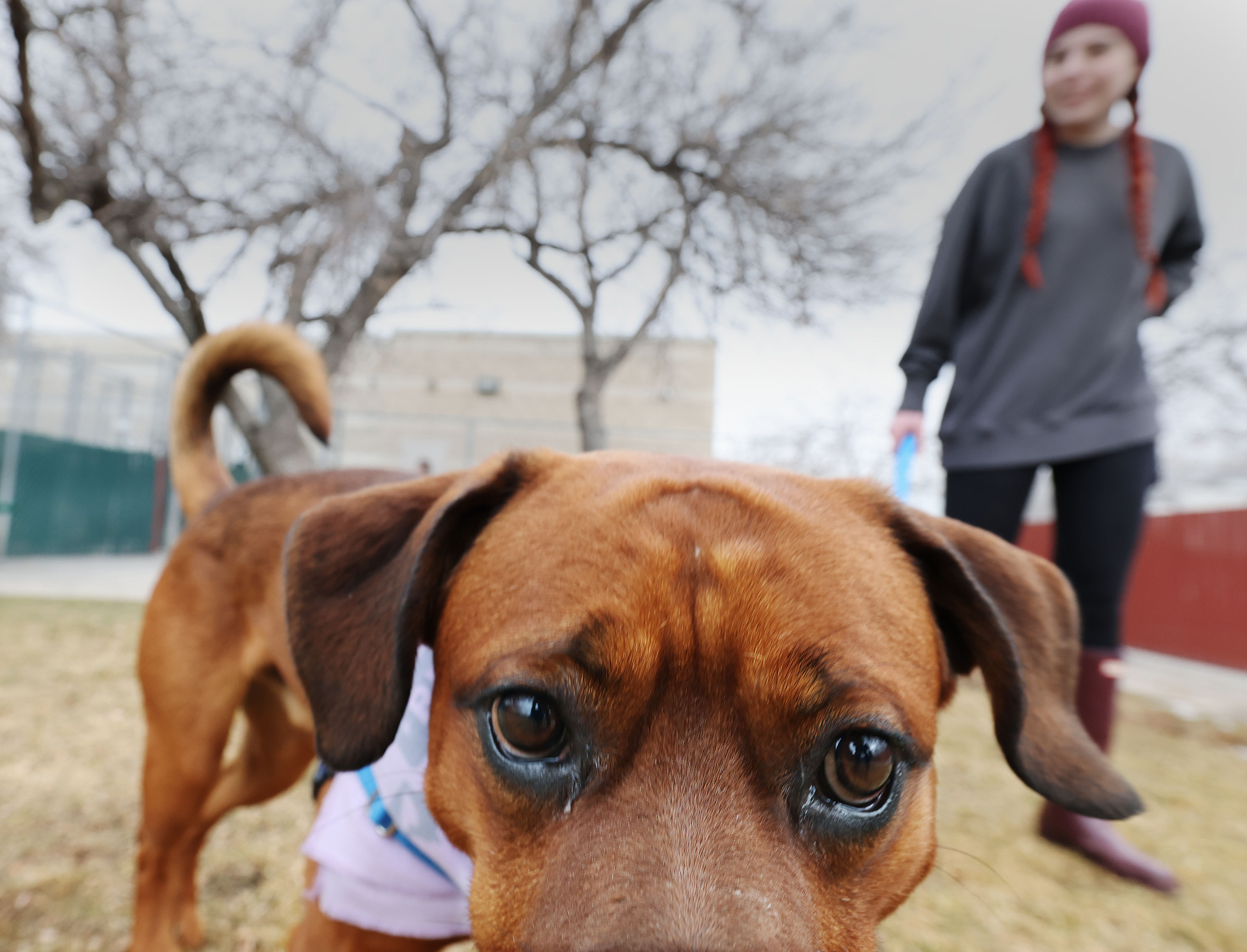 Christmas to New Year's: Rough time for pets and their health