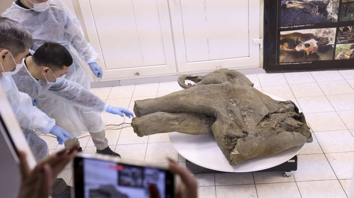 In this photo released by the Mammoth Museum at the Russian North-Eastern Federal University on Monday, university scientists show the remains of a 50,000-year-old baby mammoth uncovered by melting permafrost in Russia's Siberia.
