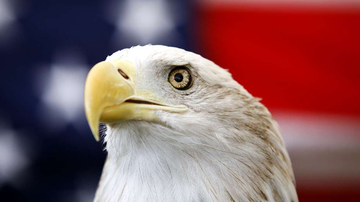 Uncle Sam, a 25-year-old bald eagle, sits on his perch in front of a U.S. flag in Odessa, Texas, on Sept. 11, 2013. The bald eagle is now the national bird of the United States.