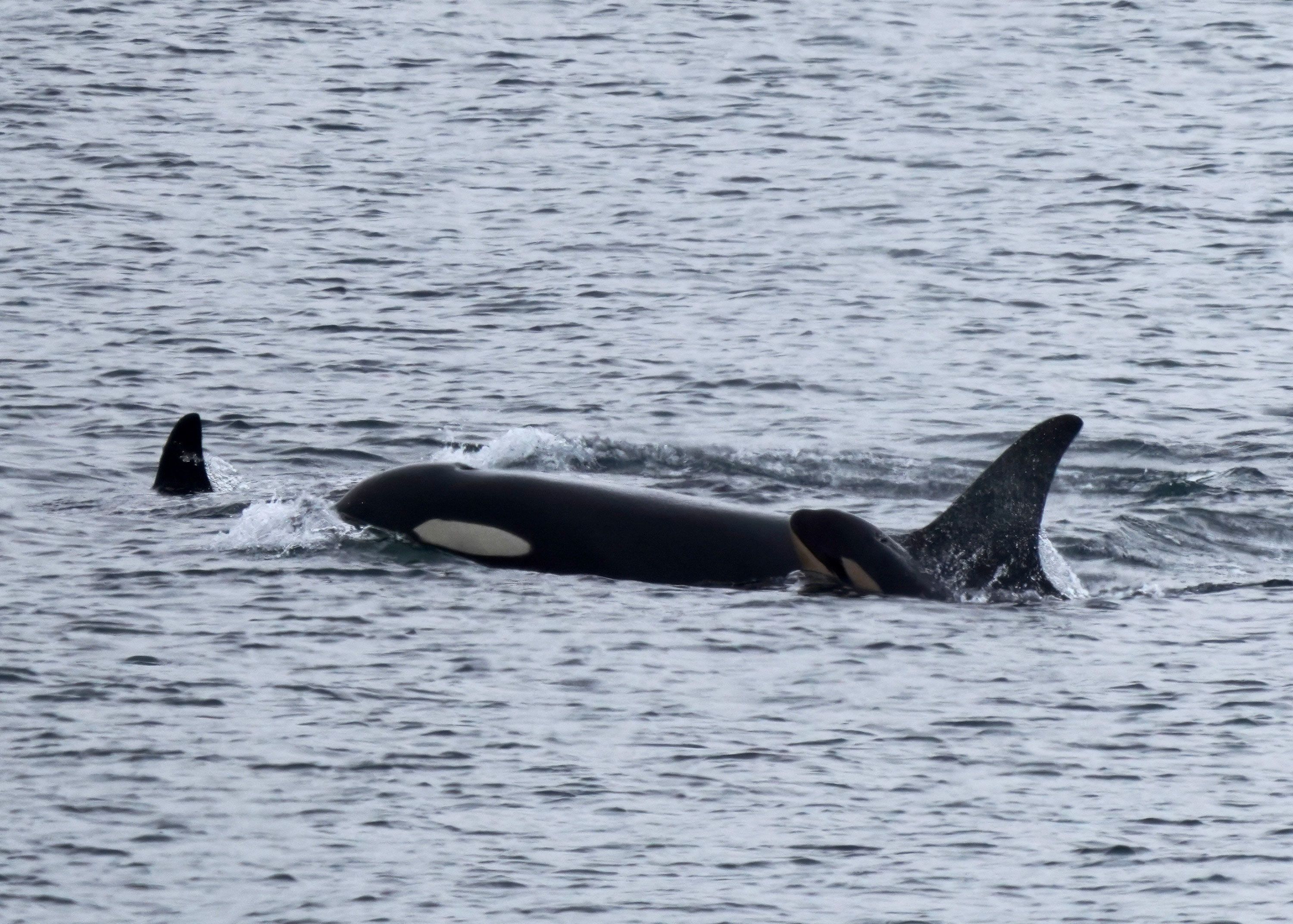 Orca carried her dead calf for 17 days. She now has a new baby