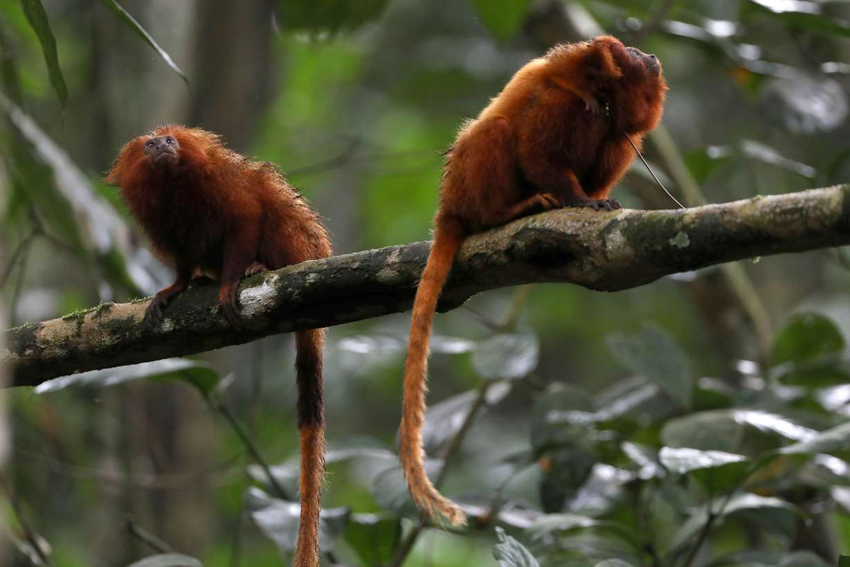 Golden Lion Tamarins are seen in the Atlantic Forest region of Silva Jardim in Rio de Janeiro state, Brazil, Dec. 2, 2021.