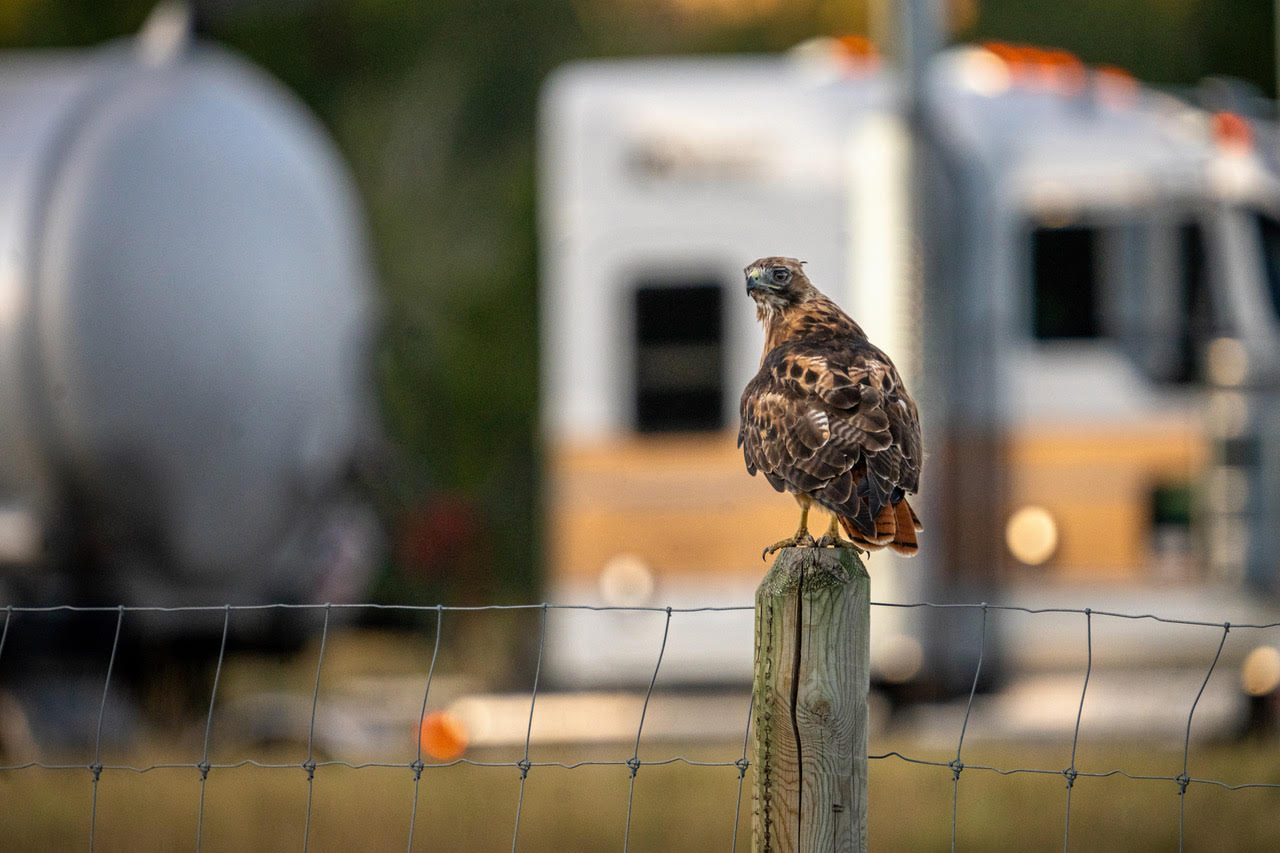 A red-tailed hawk perches on a post just off of state Route 224 in Park City.