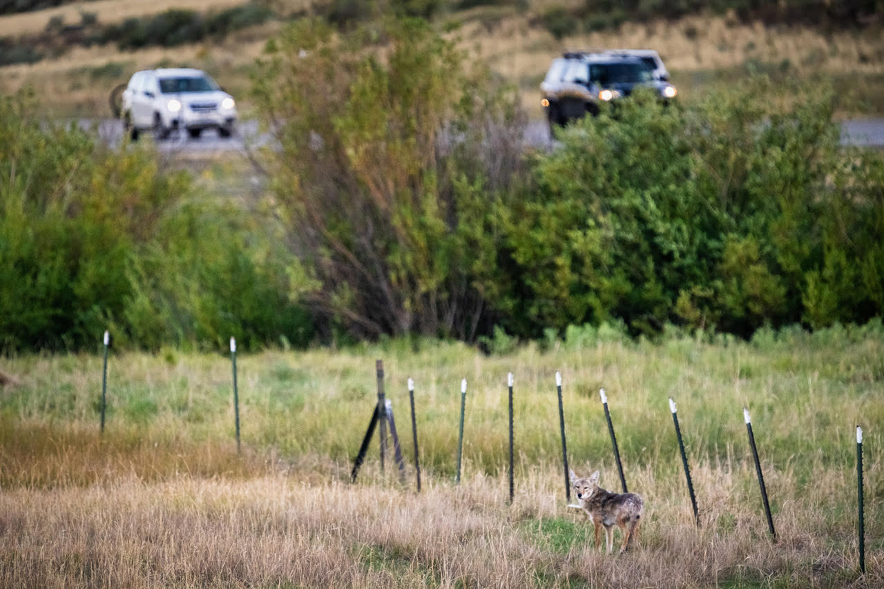 A coyote, which is suspected to have been killed days later, stands on the fence line off of state Route 224 in Summit County.