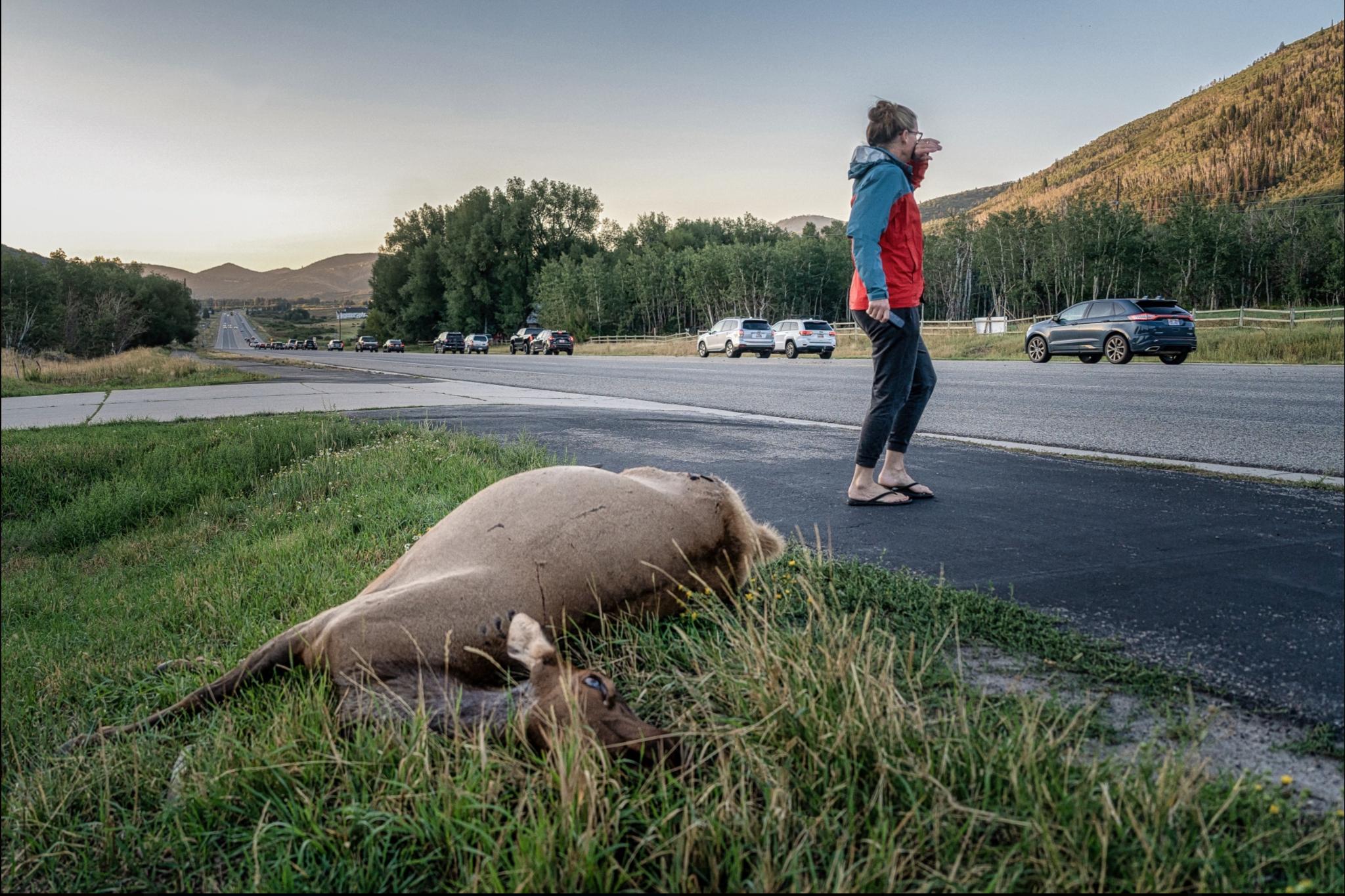 'They're getting annihilated' — Momentum gathers for ongoing funding for wildlife crossing