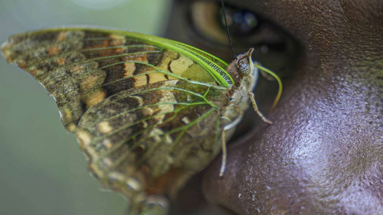 A butterfly rests on the nose of assistant butterfly collector Edgar Emojong at the African Butterfly Research Institute in Nairobi, Kenya, Monday.