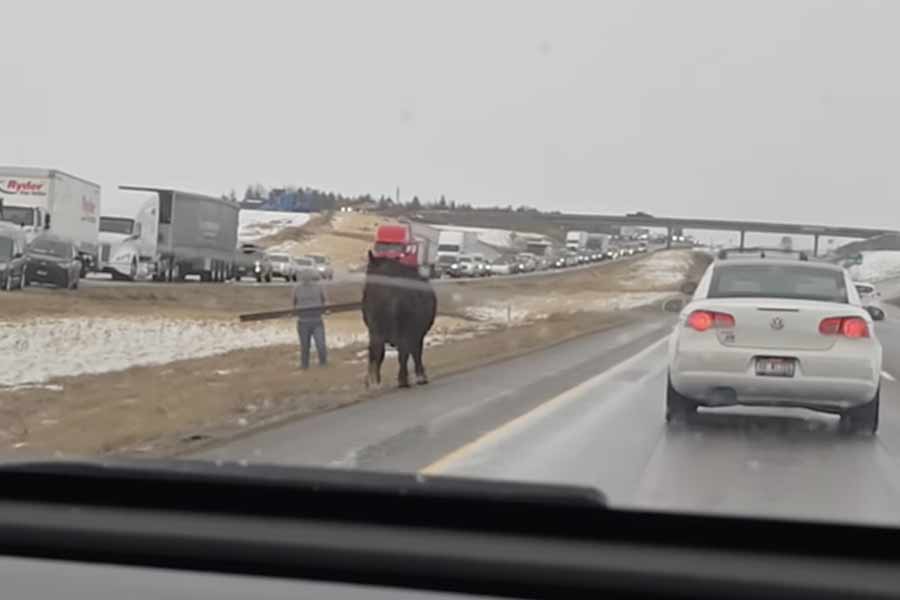 A man attempts to round up stray cows on Interstate 15 near Shelley, Idaho, on Sunday afternoon. It was one of multiple cows on the loose, one of which attacked a deputy.