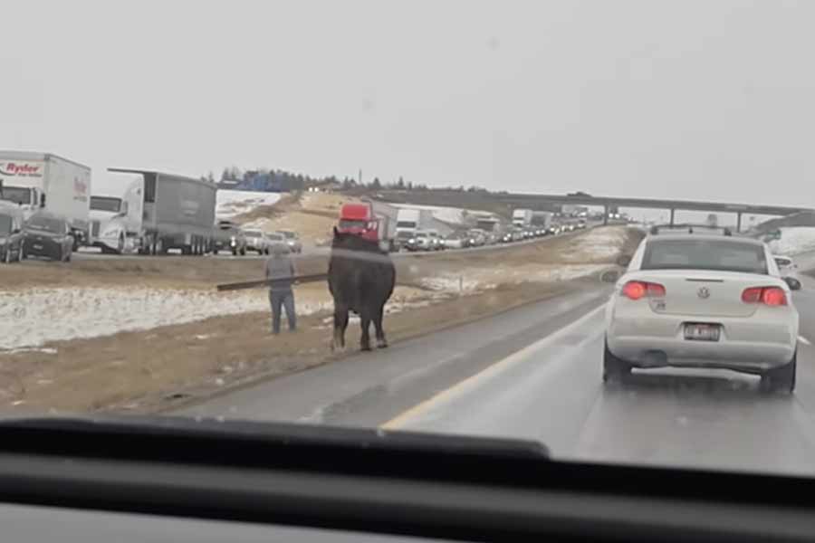 Injured Idaho deputy forced to shoot cow in self-defense on I-15