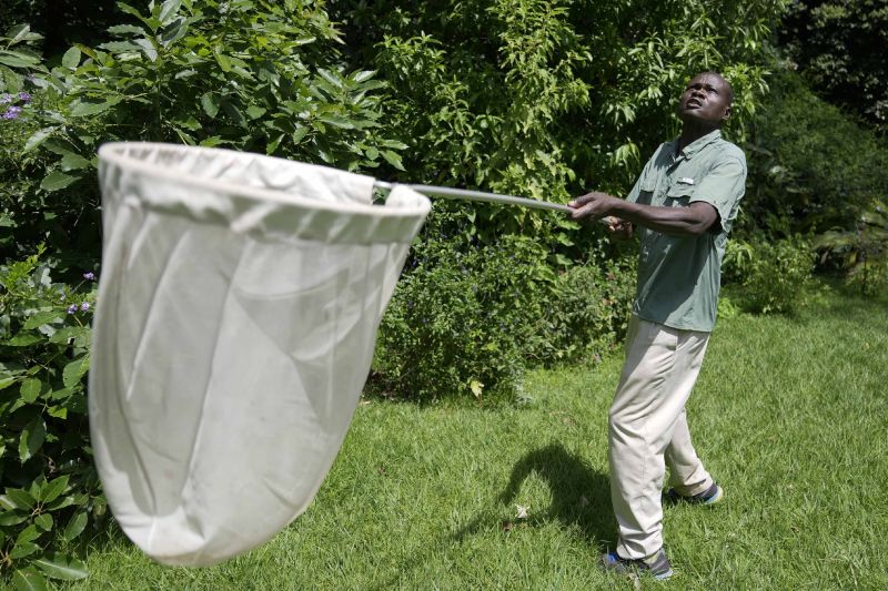 Edgar Emojong, assistant butterfly collector at the African Butterfly Research Institute, catches butterflies in Nairobi, Kenya, Dec. 9.